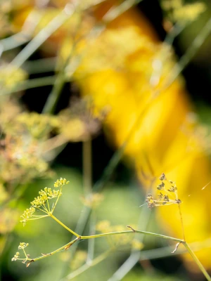 Orto botanico